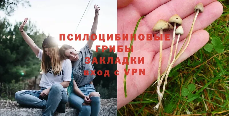 Галлюциногенные грибы Psilocybine cubensis  Алейск 