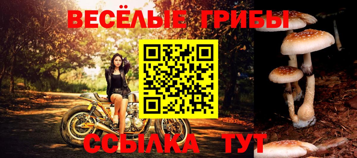 Галлюциногенные грибы Psilocybine cubensis Алейск